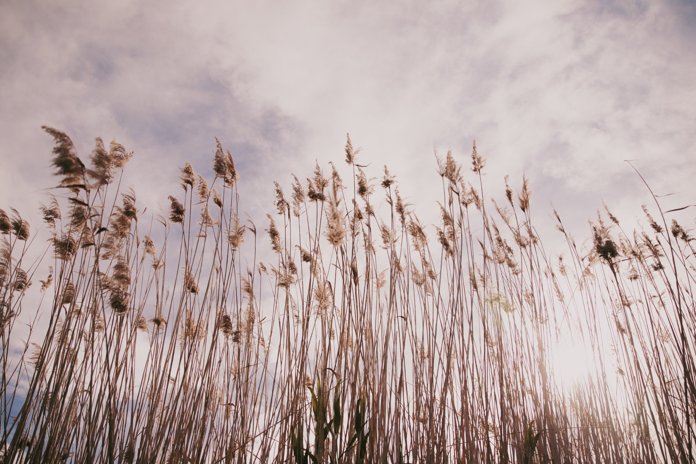 Tall Pampas Grass